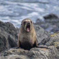 a-sea-lion-yawns-by-the-shoreline